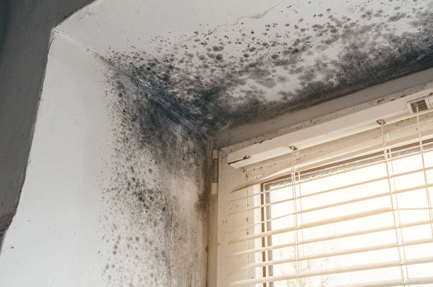 Affordable Black Mold Remediation solutions in Onemo, VA